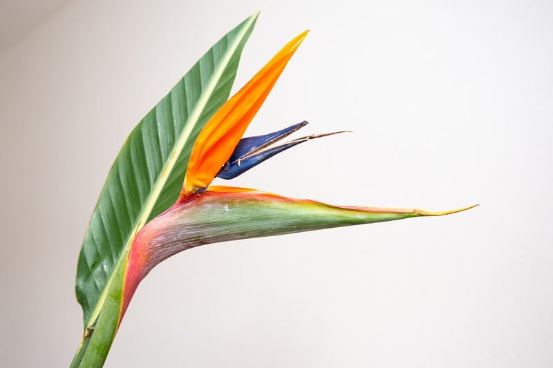 Tropical Gardens
